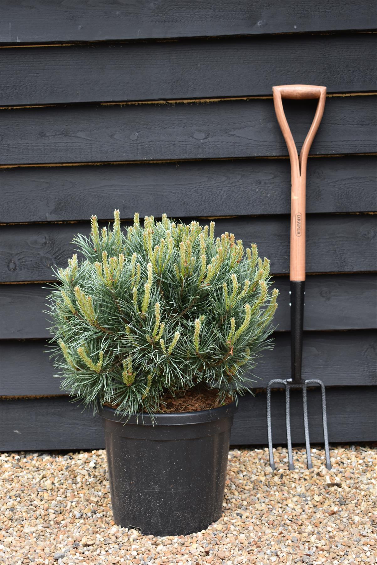 Pinus sylvestris 'Watereri' | Scots pine 'Watereri' - Height 40cm - Width - 50cm  - 15lt