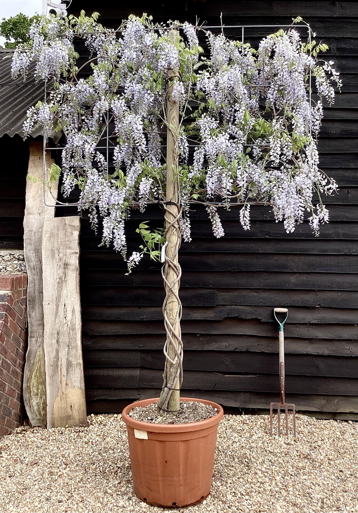 Wisteria sinensis Espalier | Chinese wisteria - 300-350cm, 130lt