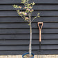 Apple tree 'Kidd's Orange Red' | Malus domestica - MM106 - Semi-Dwarfing - Height 160-170cm - 20lt