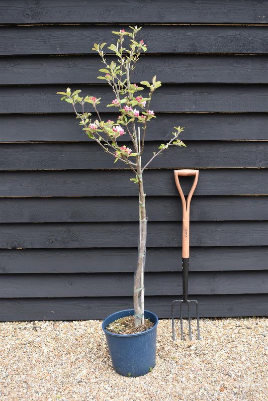 Apple tree 'Kidd's Orange Red' | Malus domestica - MM106 - Semi-Dwarfing - Height 160-170cm - 20lt