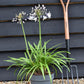 Agapanthus "Poppin Star" | African Lily - 6lt