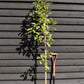 Excochorda serratifolia Snow White - Height 200-220cm - 12lt