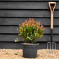 Photinia fraseri Chico - Bush - Height 40-50cm - 9lt