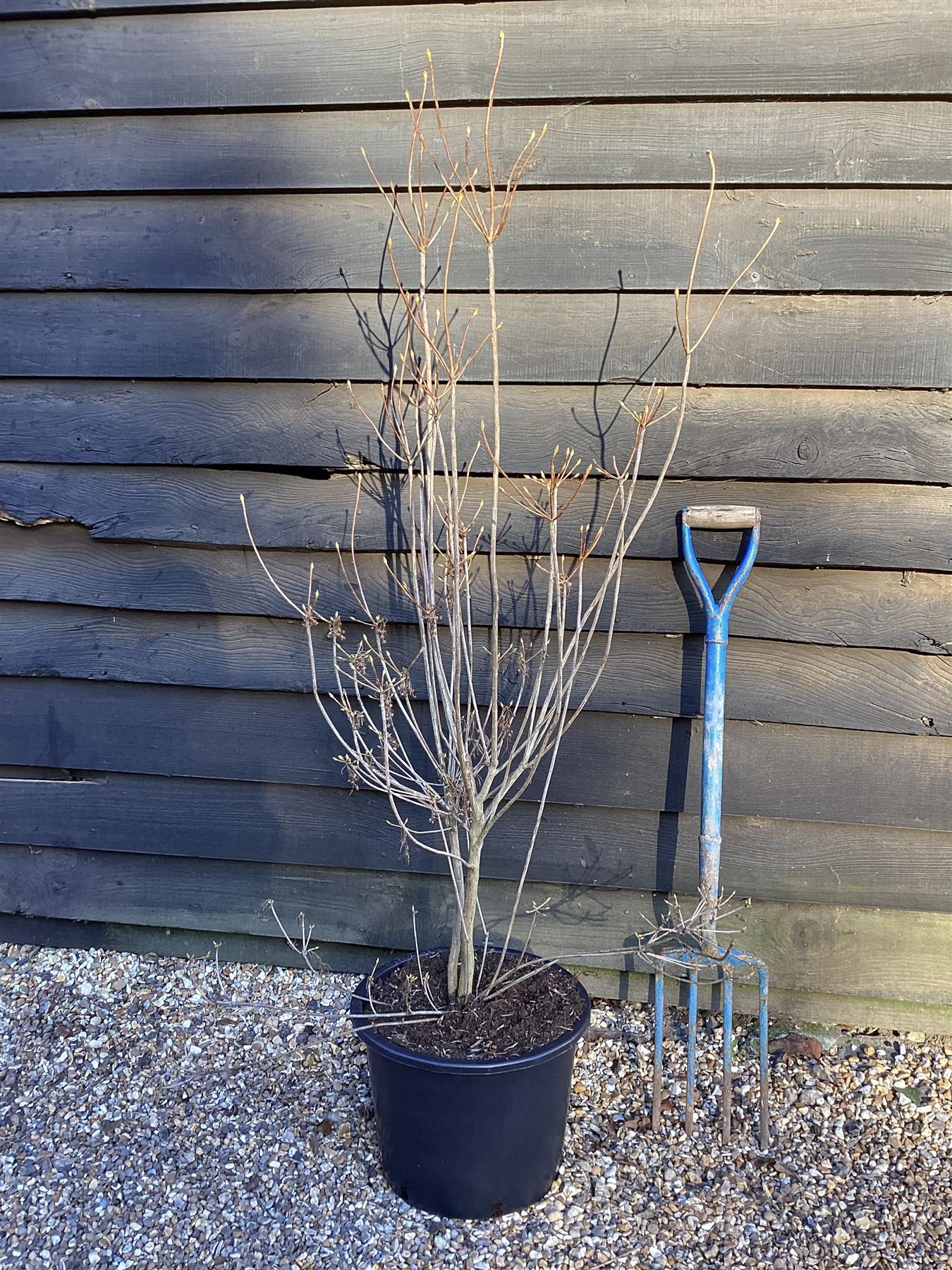 Enkianthus 'Pagoda' | Pagoda Bush - 120-160cm, 20lt