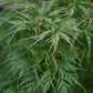 Acer dissectum 'Viridis' | Japanese maple Viride - Girth 20cm -  220-240cm - 230lt