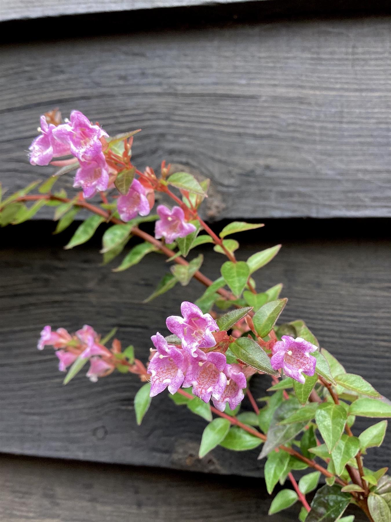 Abelia grandiflora 'Prostrata' | Dwarf Abelia - 30-40cm - 12lt