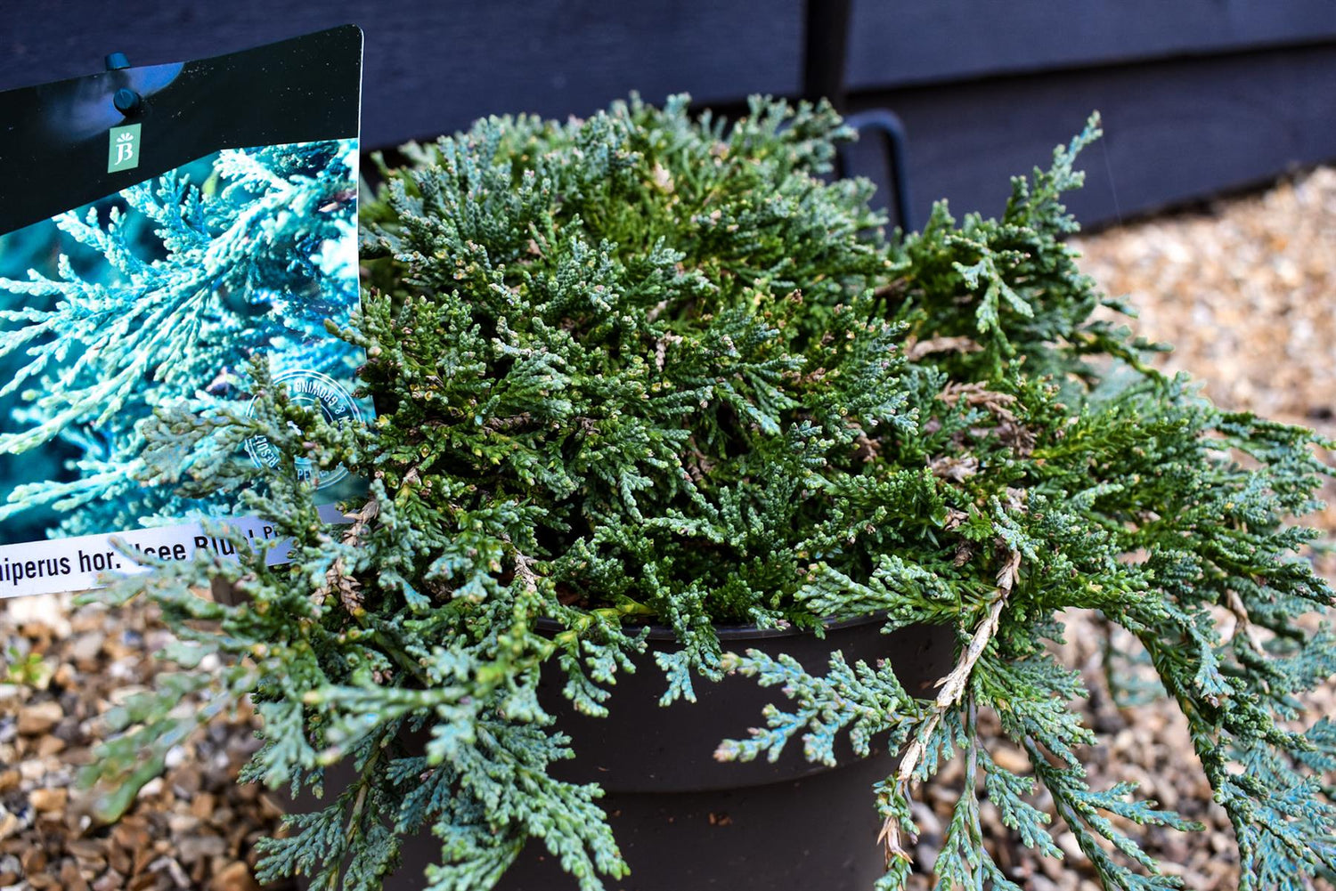 Creeping juniper | Juniperus horizontalis 'Icee Blue' - Height 10-15cm - Width 50-60cm - 10lt