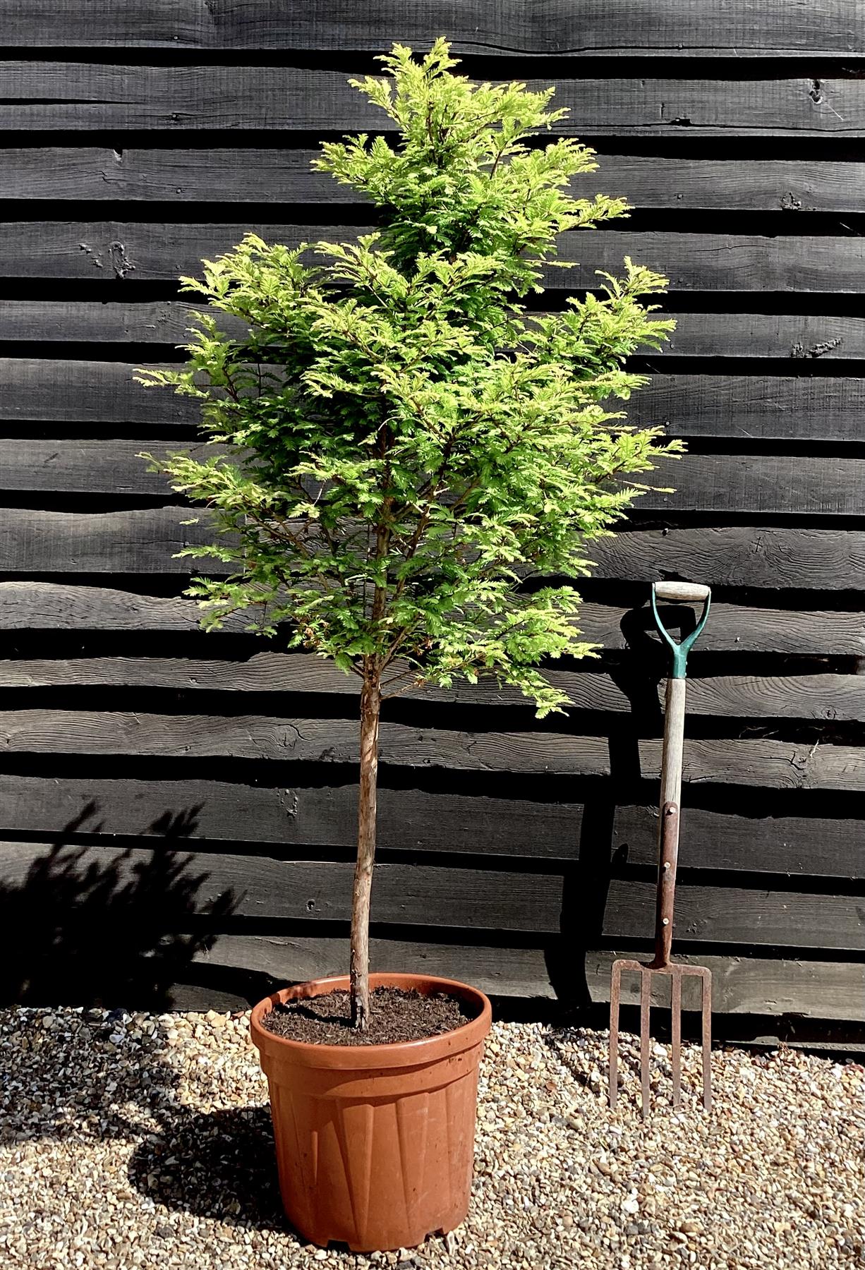 Metasequoia glyptostroboides 'Hamlet's Broom' 1/4 std Clear Stem - 140-165cm, 30lt