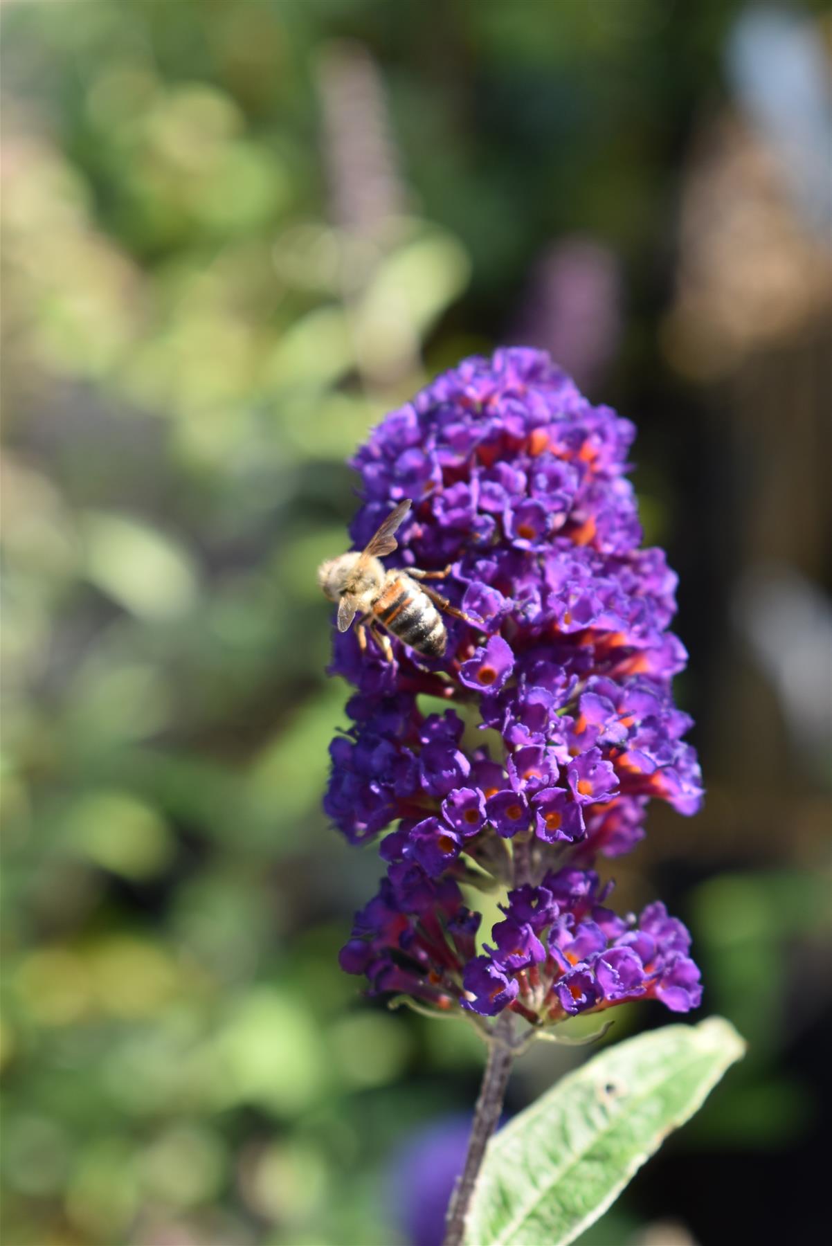 Buddleja Black Knight - 30/40cm, 2lt