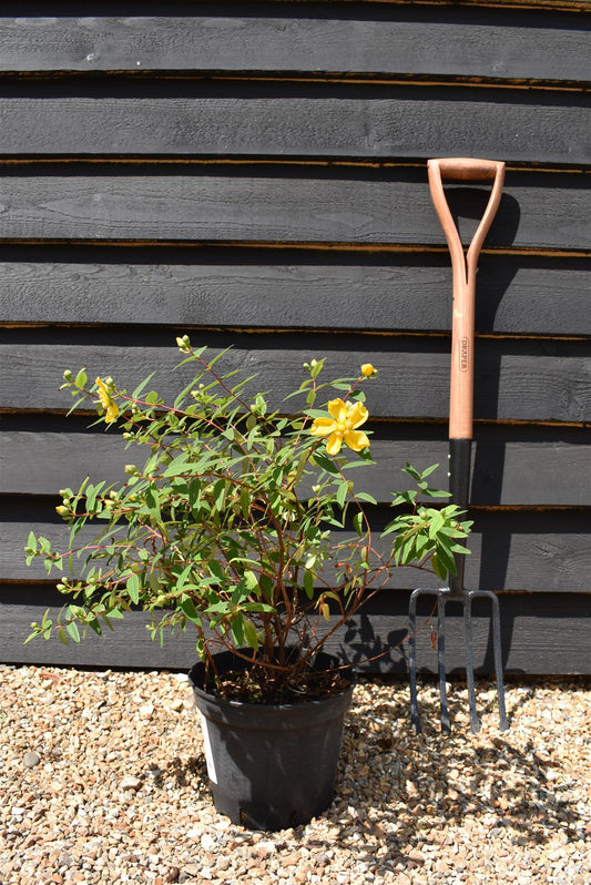 Hypericum x hidcoteense 'Hidcote' | St John's Wort 'Hidcote' - 10-30cm, 2lt