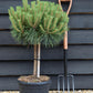 Pinus Nigra 'Brepo' | Dwarf Austrian Pine - Clear Stem 30cm - Height 70cm - Width 50-60cm - 15lt