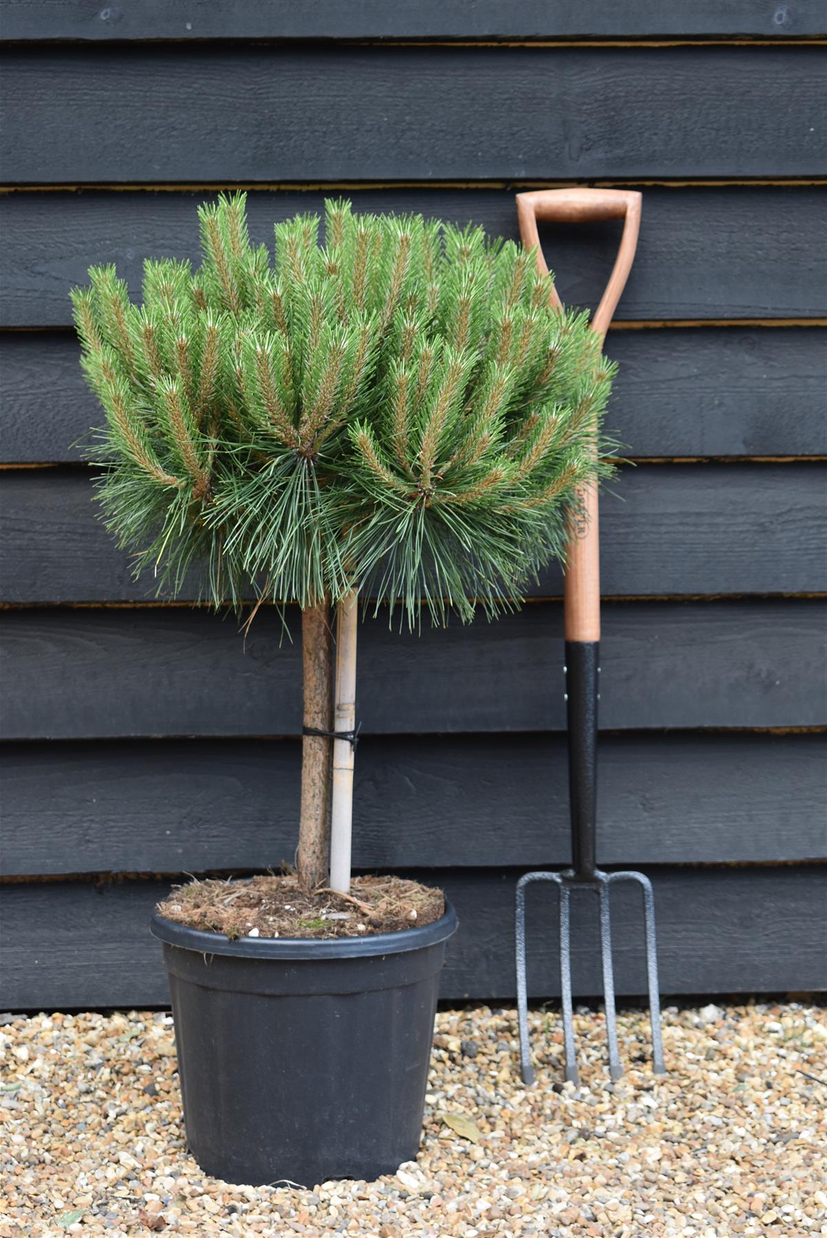 Pinus Nigra 'Brepo' | Dwarf Austrian Pine - Clear Stem 30cm - Height 70cm - Width 50-60cm - 15lt