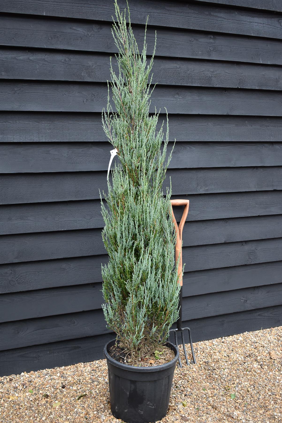 Rocky Mountain juniper | Juniperus scopulorum 'Blue Arrow' - Height 140-160cm - 25lt