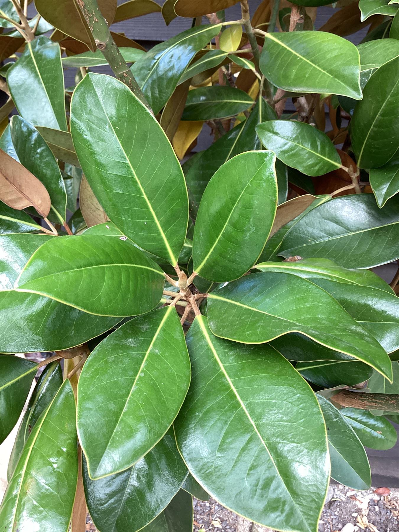 Magnolia Grandiflora 'Ferruginea' | Evergreen magnolia 'Ferruginea' - 200-220cm, 45lt