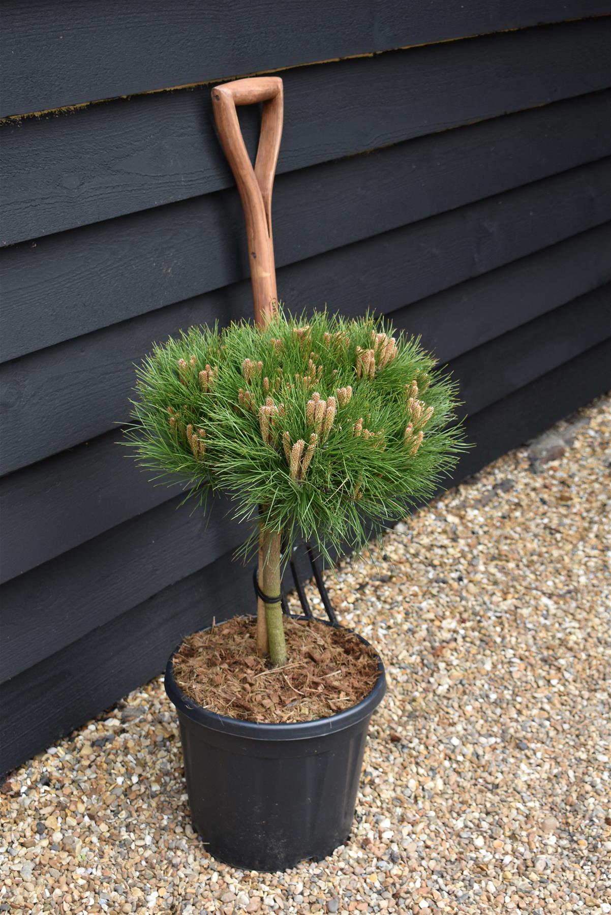 Pinus 'Marie Bregeon' - Clear Stem 20cm - Height 50-60cm - Width 40cm - 15lt