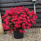 Azalea Japonica Toreador - Red Flower | Rhododendron Toreador- Bushy - Height 40-50cm - 10lt