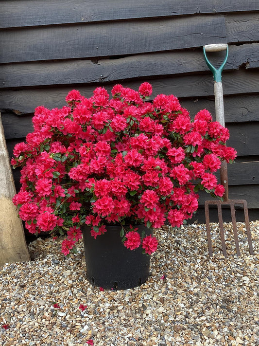 Azalea Japonica Toreador - Red Flower | Rhododendron Toreador- Bushy - Height 40-50cm - 10lt