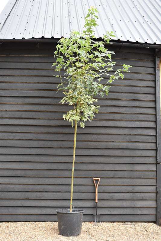 Acer Platanoides 'Drummondii' Norway Maple - Clear Stem - Girth 6-8cm - Standard - 400-420cm - 75lt