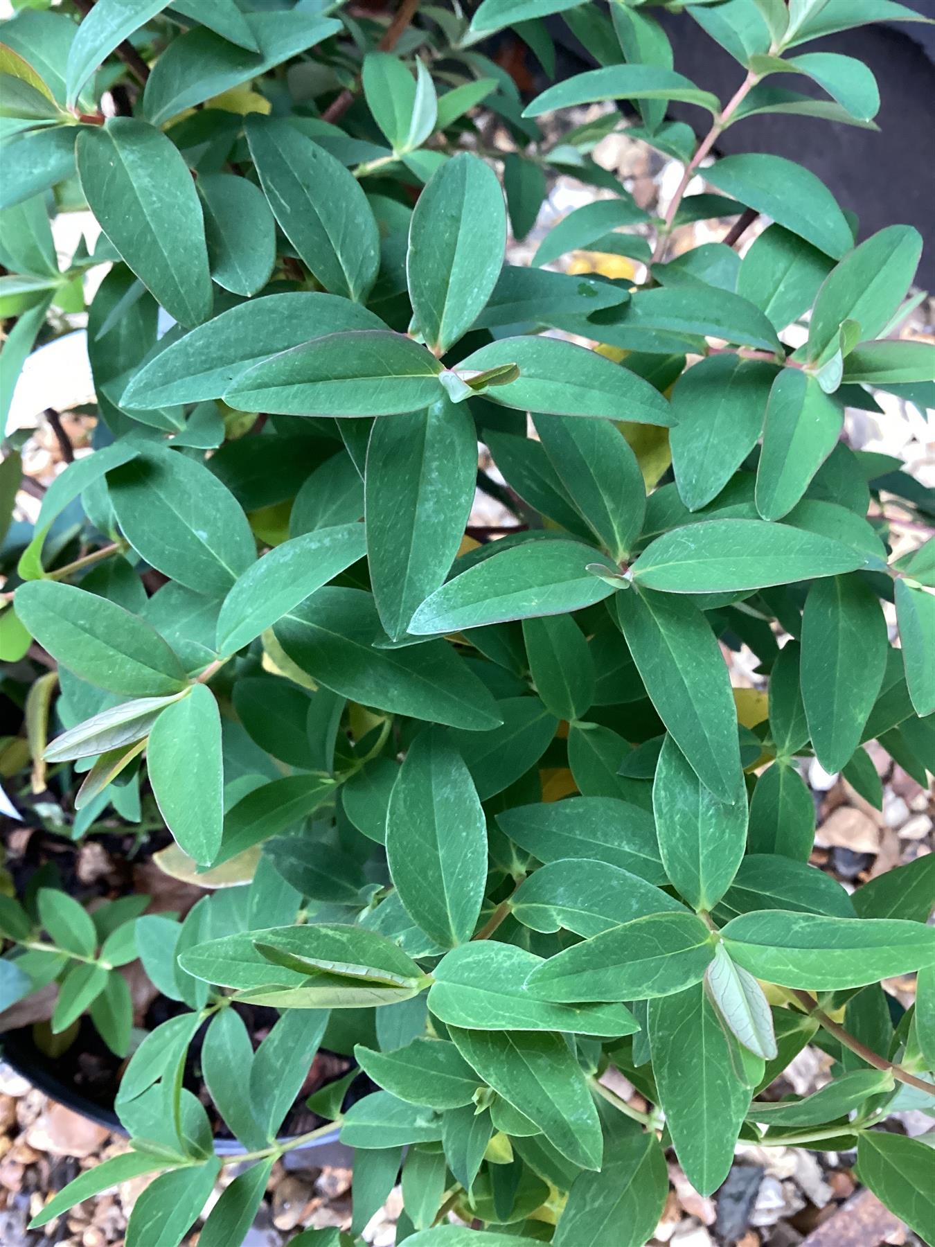 Hypericum x hidcoteense 'Hidcote' | St John's Wort 'Hidcote' - 10-30cm, 2lt