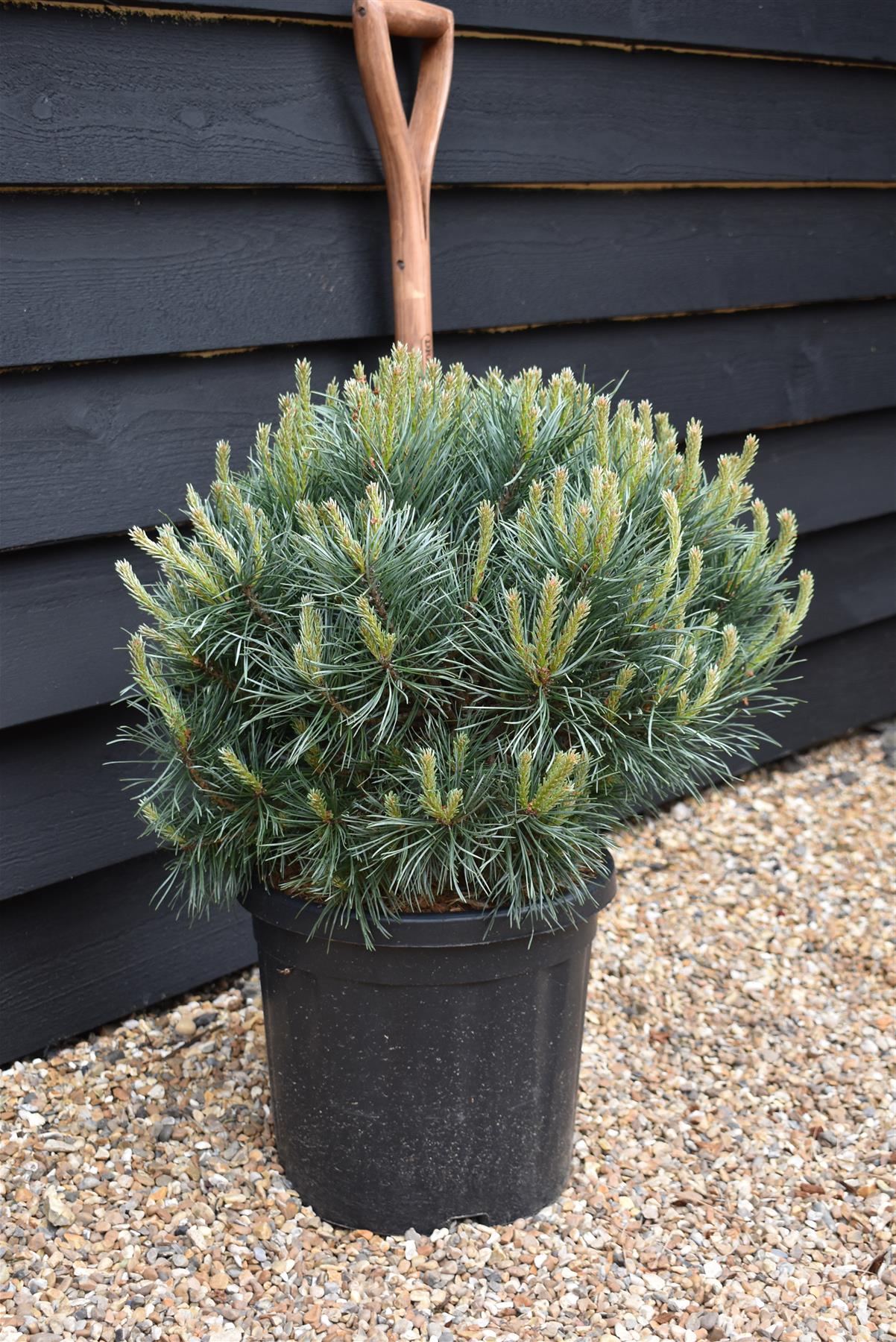 Pinus sylvestris 'Watereri' | Scots pine 'Watereri' - Height 40cm - Width - 50cm  - 15lt