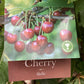 Cherry 'Stella' on Colt | Prunus avium - Semi-Dwarfing - Height 140-160cm - 20lt