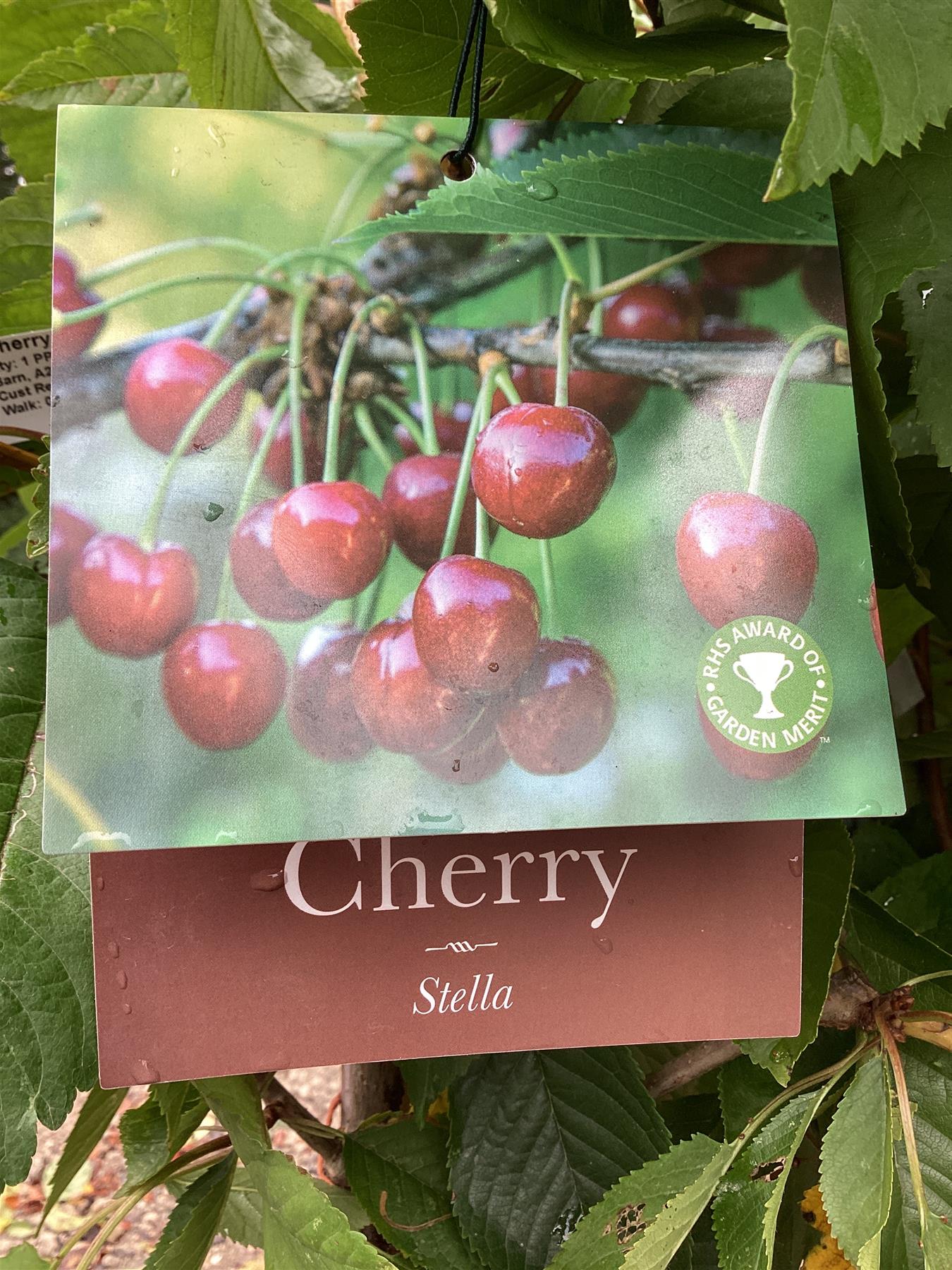 Cherry 'Stella' on Colt | Prunus avium - Semi-Dwarfing - Height 140-160cm - 20lt