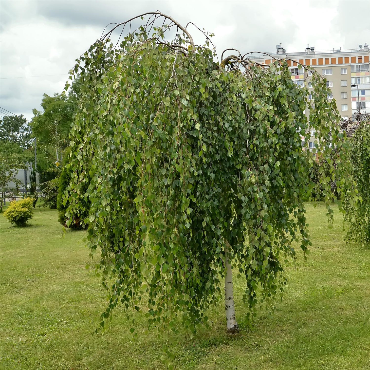 Young's weeping silver birch | Betula pendula Youngii - Stem 120cm - Height 170-180cm - 20lt