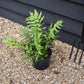 Fortune's holly fern | Cyrtomium Fortunei - Height Width 20-30cm - 3lt