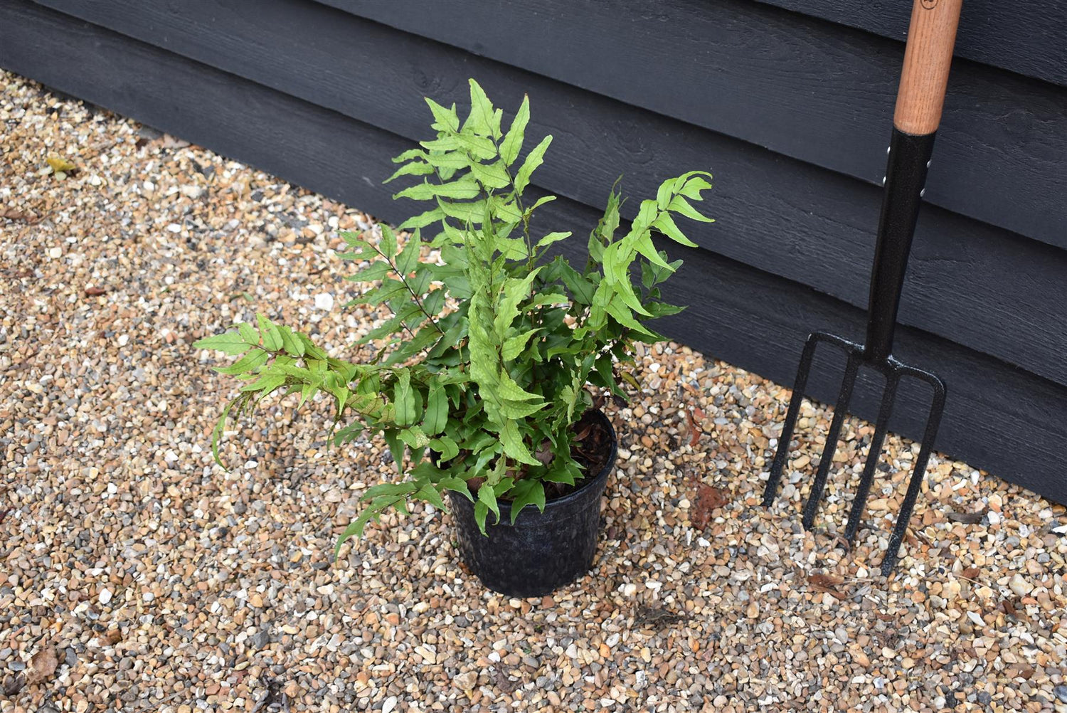 Fortune's holly fern | Cyrtomium Fortunei - Height Width 20-30cm - 3lt