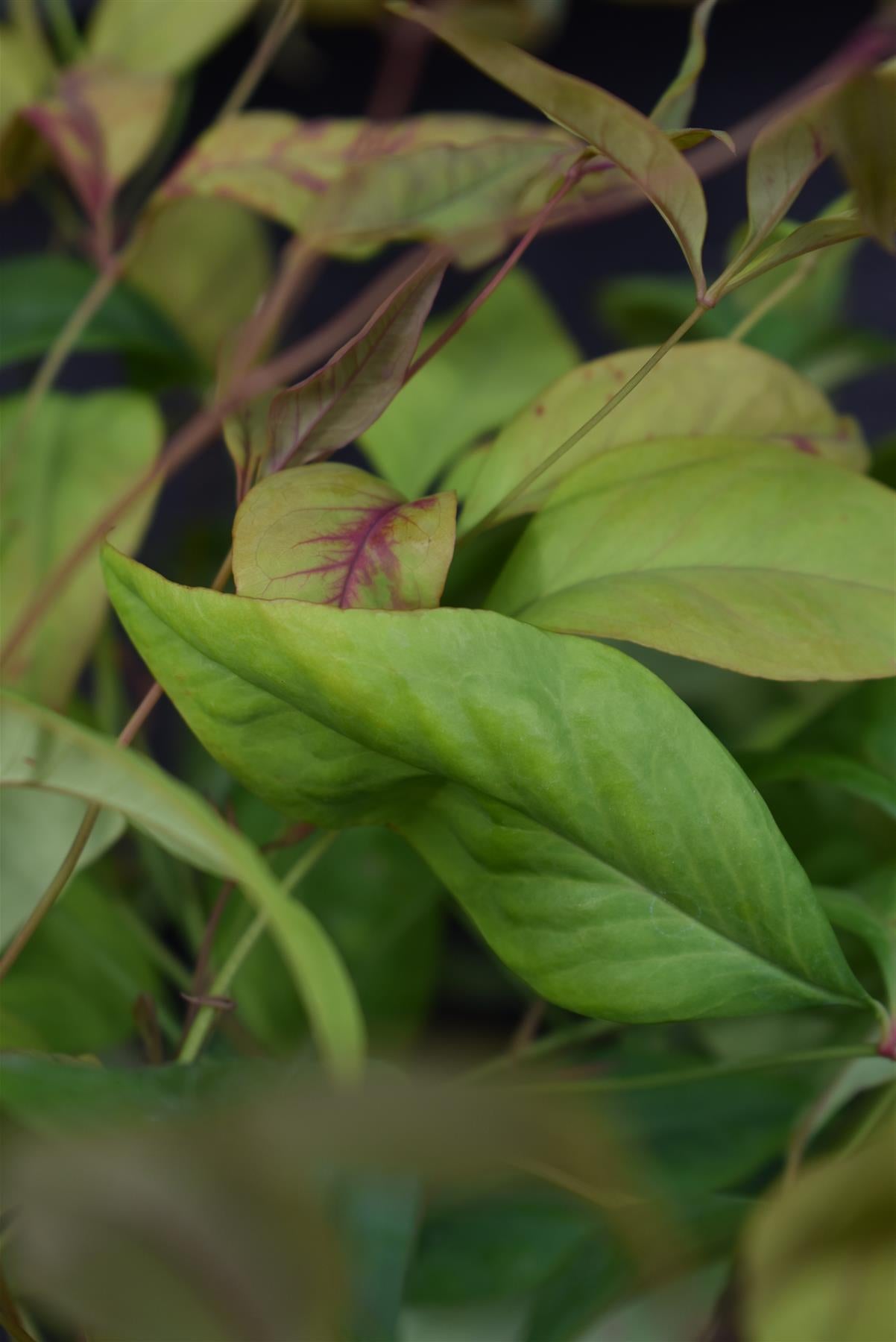 Nandina domestica Firepower | Dwarf Heavenly Bamboo ''Firepower'- 30-40cm - 2lt