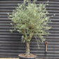 Olive Tree | Olea Europea 1/2 Std Girth 53cm - 210-220cm, 160lt