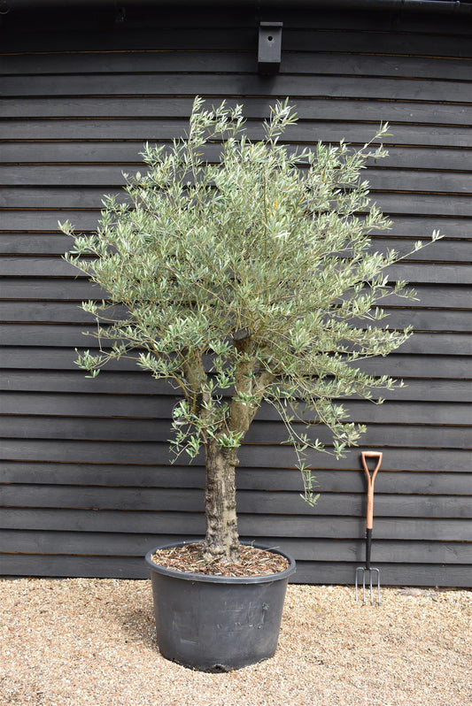 Olive Tree | Olea Europea 1/2 Std Girth 53cm - 210-220cm, 160lt