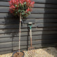 Photinia Robusta Compacta | Red-Leaf Photinia - Girth 4cm - 170cm, 15lt