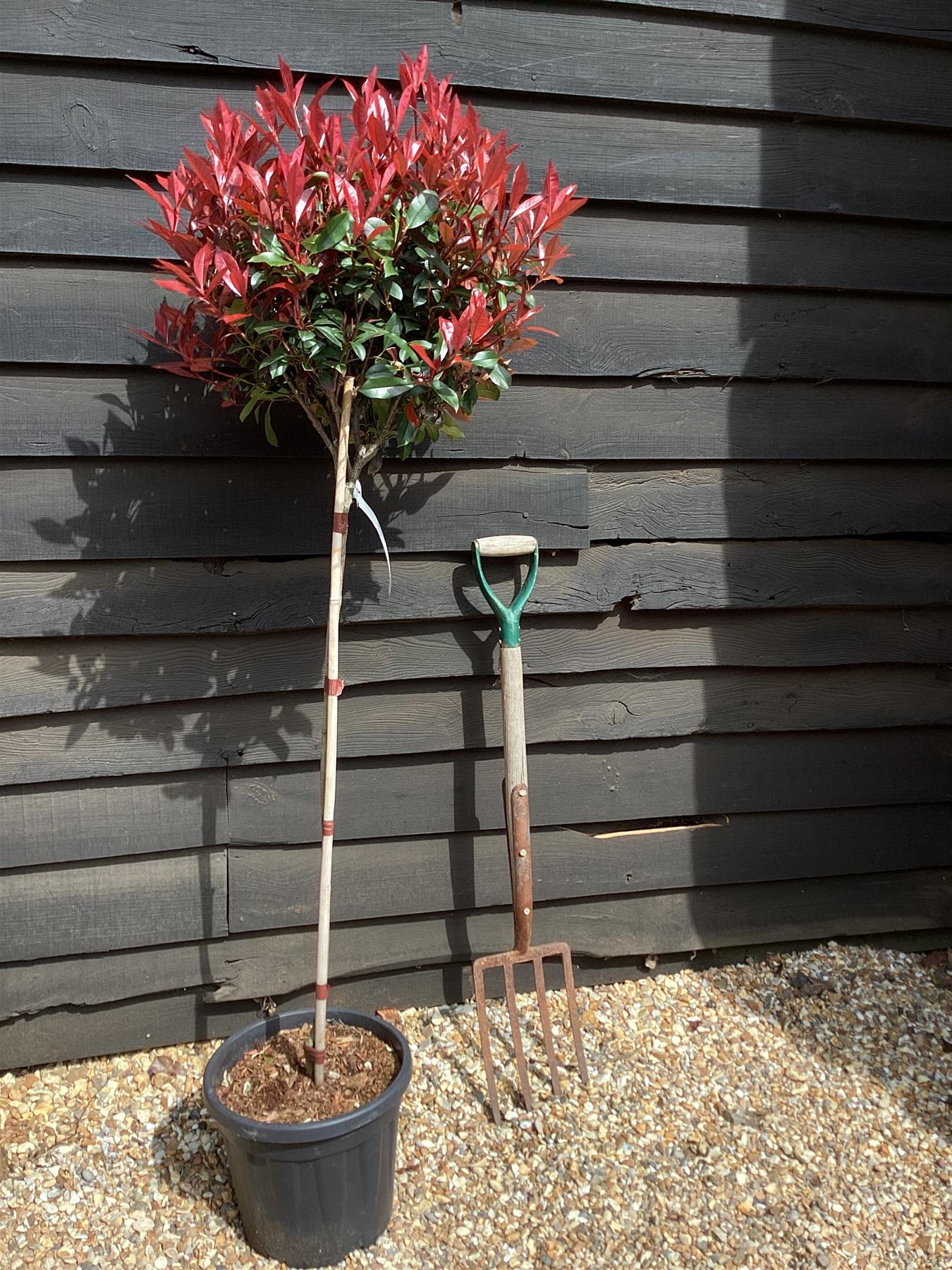 Photinia Robusta Compacta | Red-Leaf Photinia - Girth 4cm - 170cm, 15lt