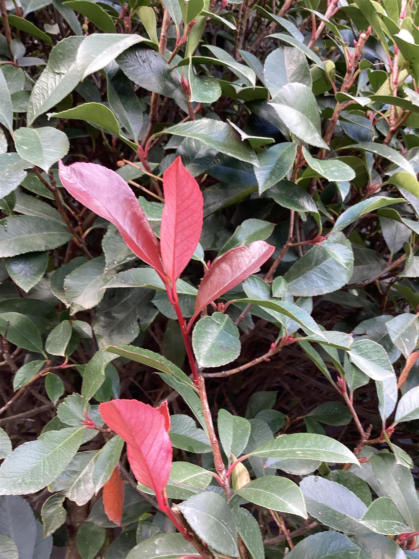 Photinia Red Robin | Christmas berry 'Red Robin' - Parachute - 250-270cm - 290lt