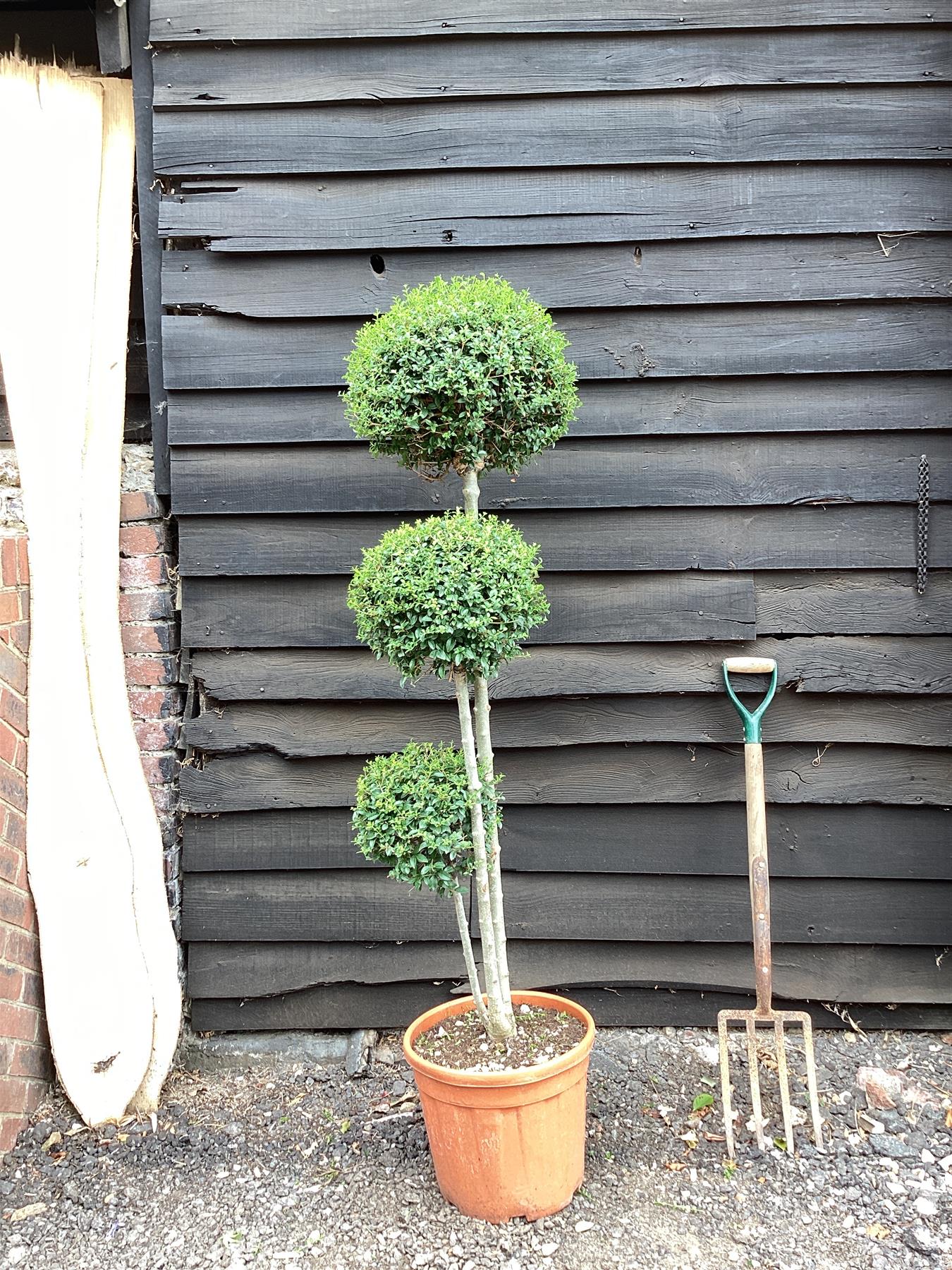 Ligustrum Jon Pom Pom 3 Ball | Privet Topiary - 18lt