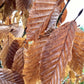 European Hornbeam | Carpinus betulus - Height 250-300cm - 70lt