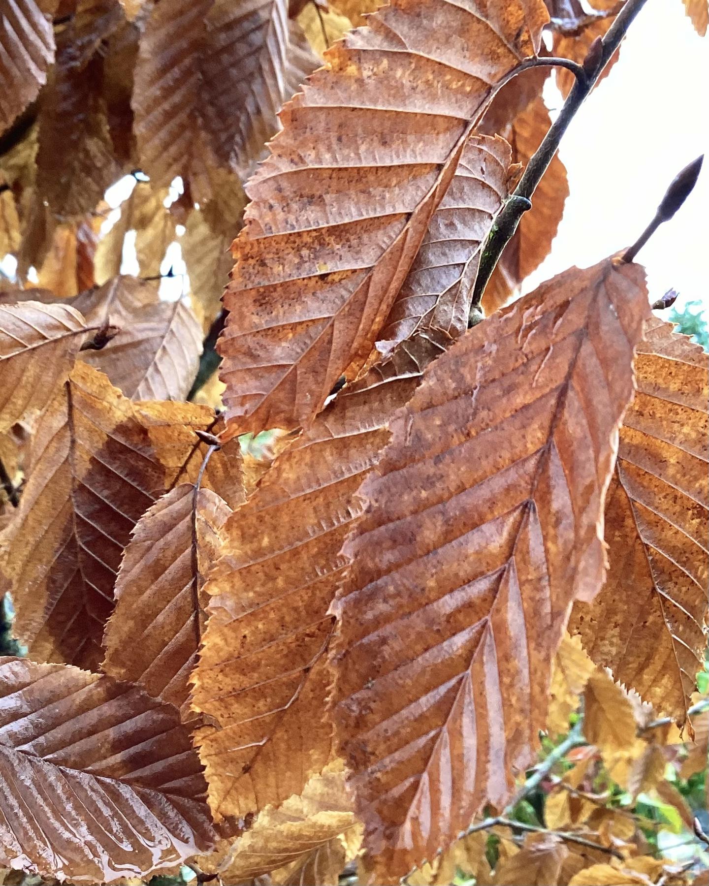 European Hornbeam | Carpinus betulus - Height 250-300cm - 70lt