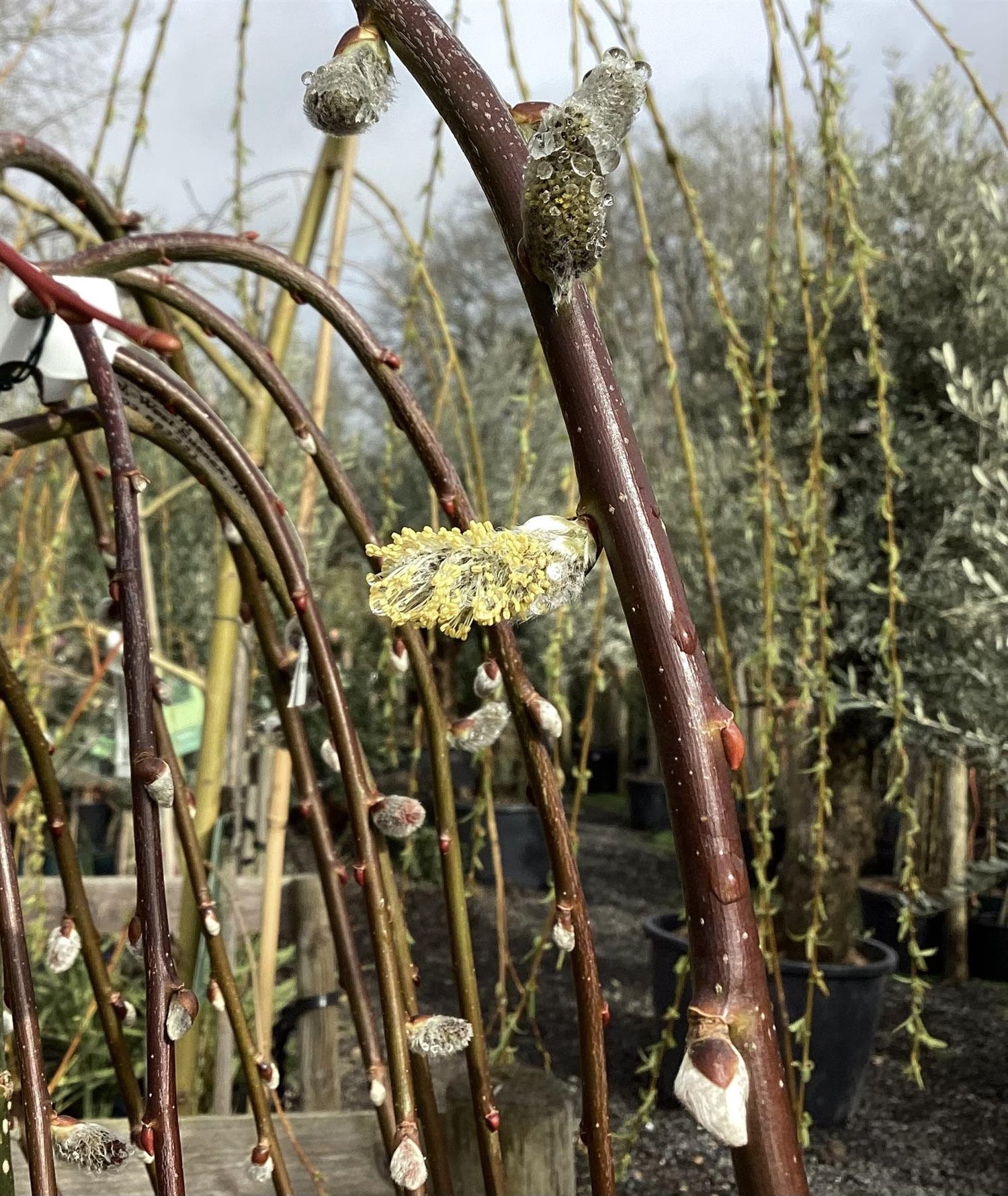 Salix caprea Pendula | Weeping Pussy Willow - 180-220cm - 12lt