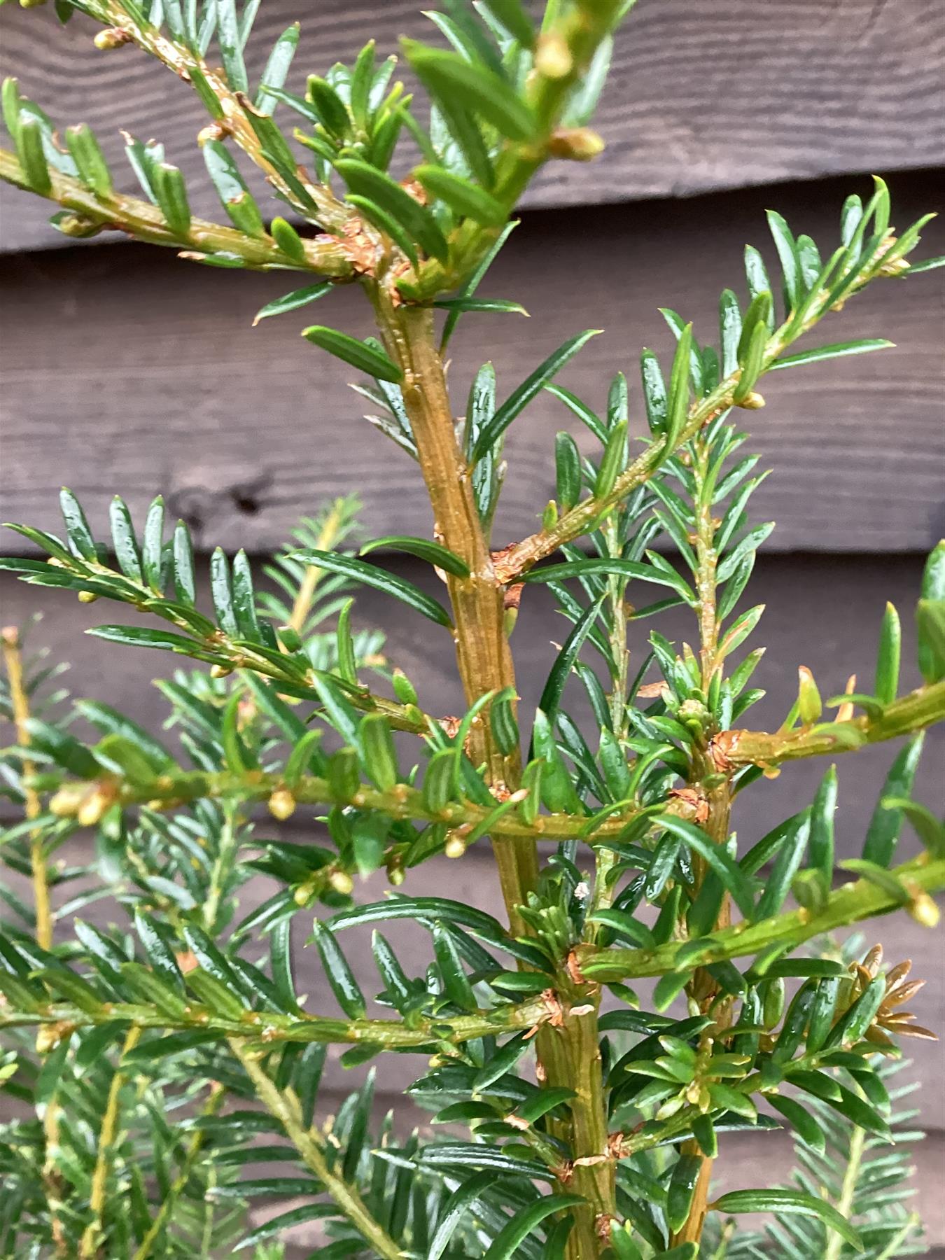 Taxus baccata - 90-100cm, 5lt