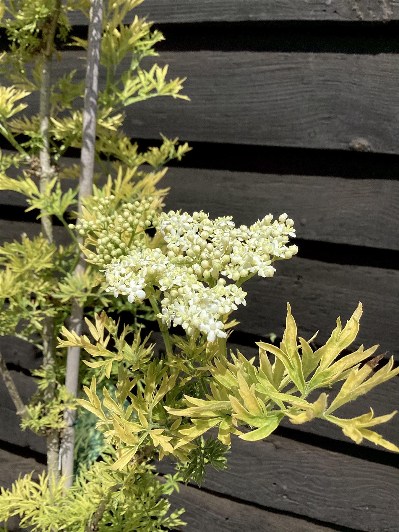 Sambucus Golden Tower - 180-220cm, 20lt