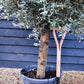 Olive Tree | Olea Europea - Short Stem 50-60cm - Girth 30-35cm - Height 150-170cm - 55lt