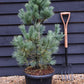 Pinus monticola 'Ammerland' | Western White Pine - Height 100cm - 25lt