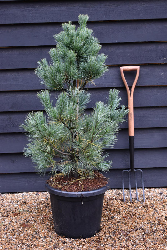 Pinus monticola 'Ammerland' | Western White Pine - Height 100cm - 25lt