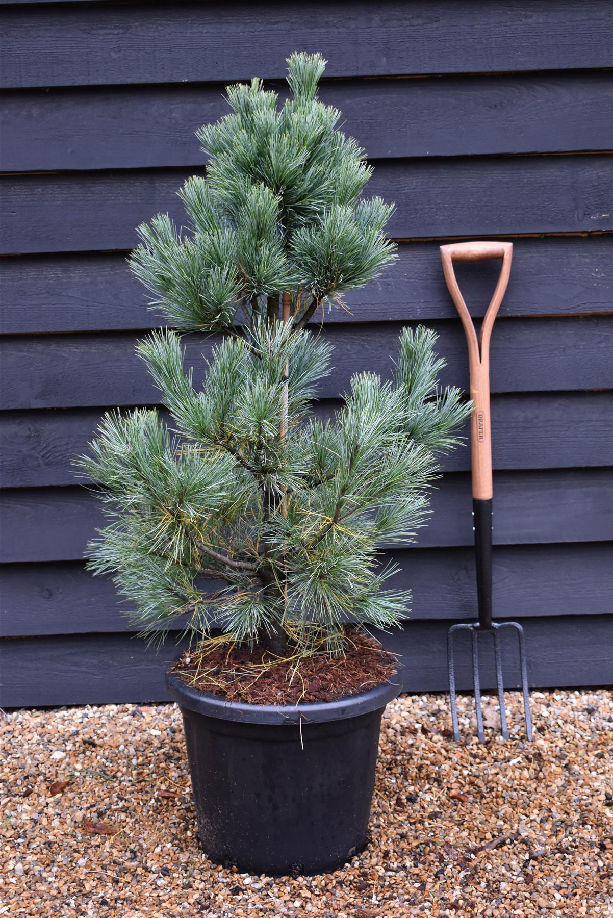 Pinus monticola 'Ammerland' | Western White Pine - Height 100cm - 25lt