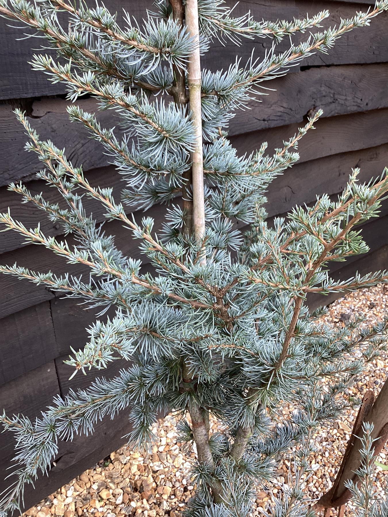 Cedrus atlantica Glauca | Blue Atlas Cedar - 155-180cm - 20lt