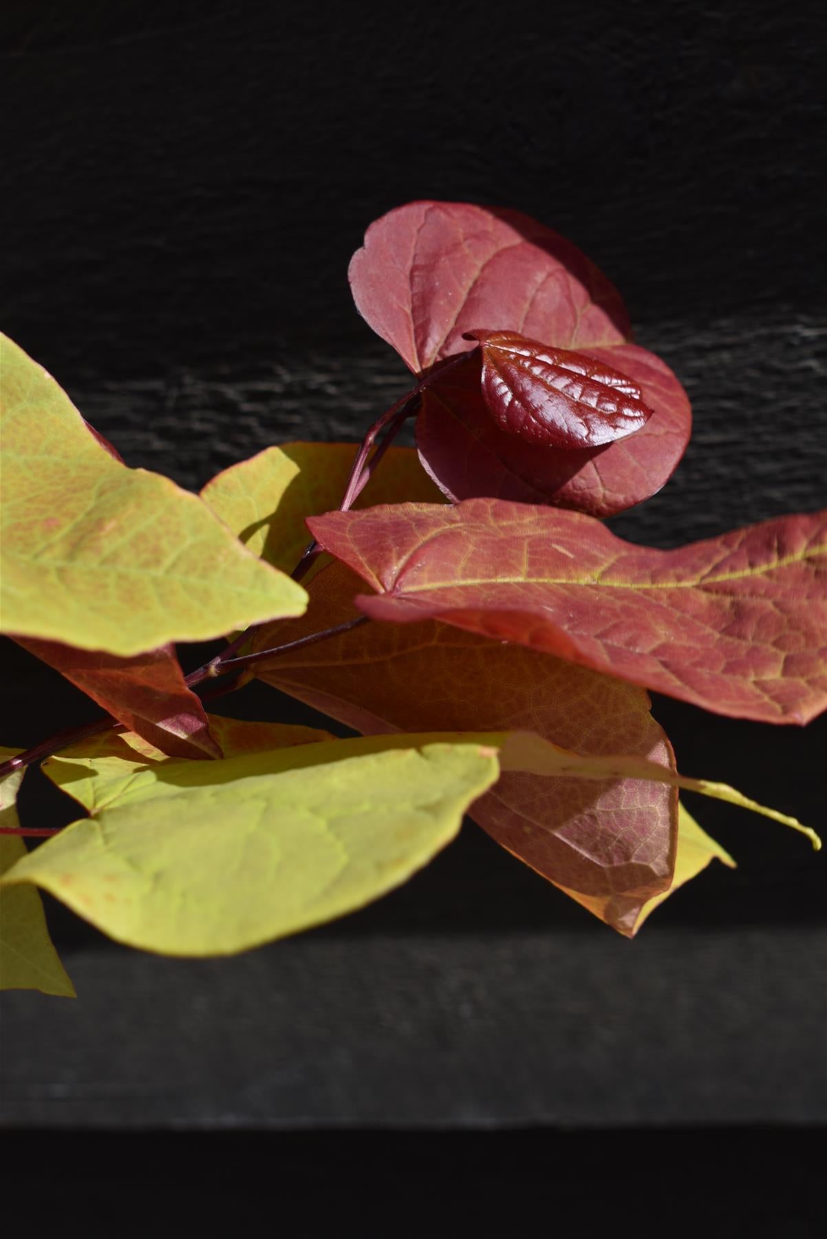 Cercis canadensis 'Eternal Flame' | Redbud | Judas trees - Height 150-170cm - Bushy - 12lt