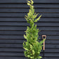 Chamaecyparis lawsoniana 'Ivonne' | False cypress 'Ivonne' - 150-160cm - 20lt