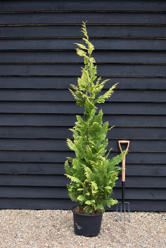 Chamaecyparis lawsoniana 'Ivonne' | False cypress 'Ivonne' - 150-160cm - 20lt