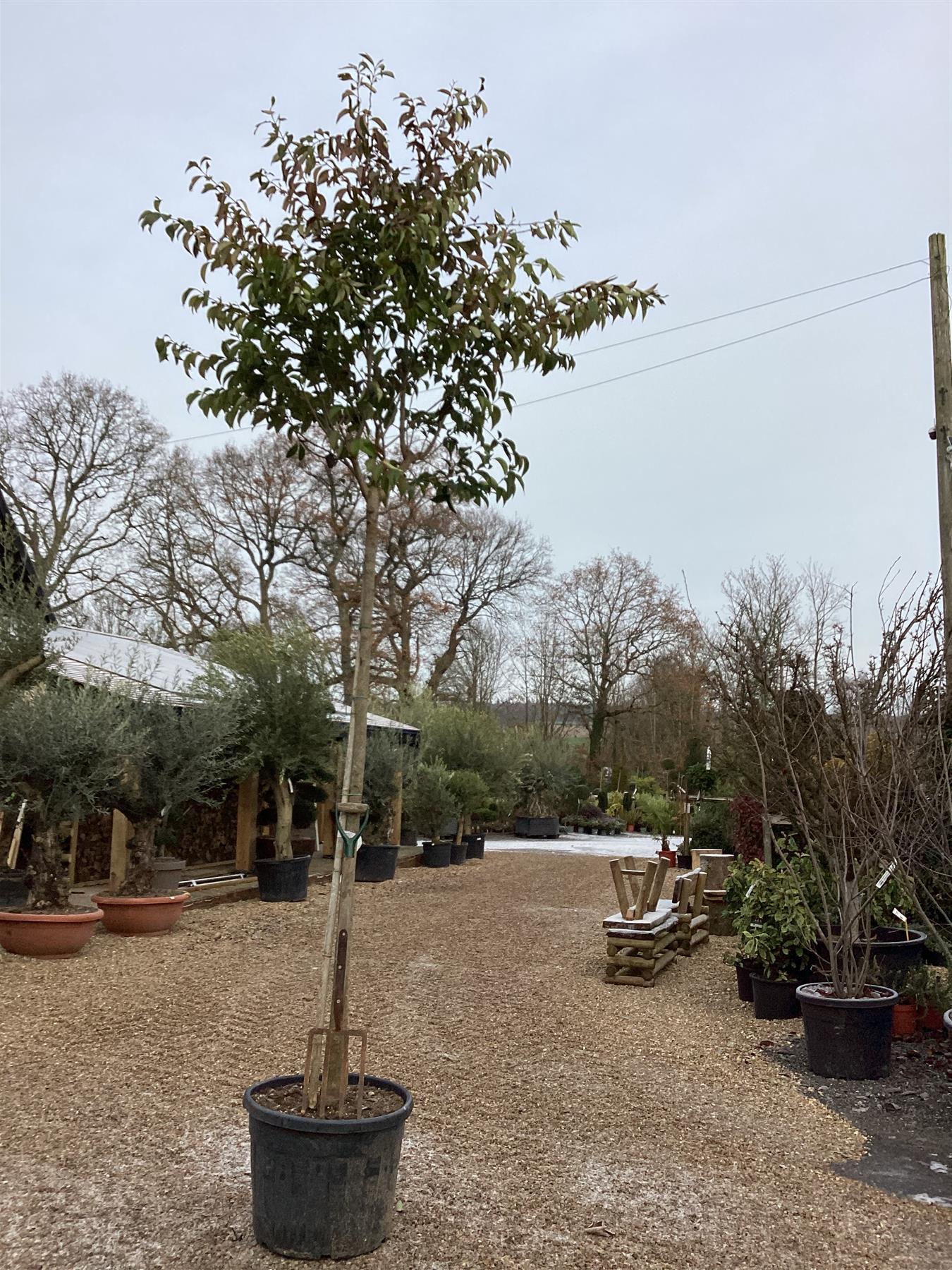 Ligustrum japonicum Standard - Girth 14-16 cms